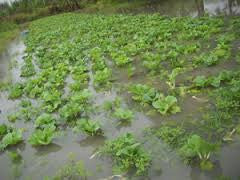About the recent heavy rains and what it means for your food supply